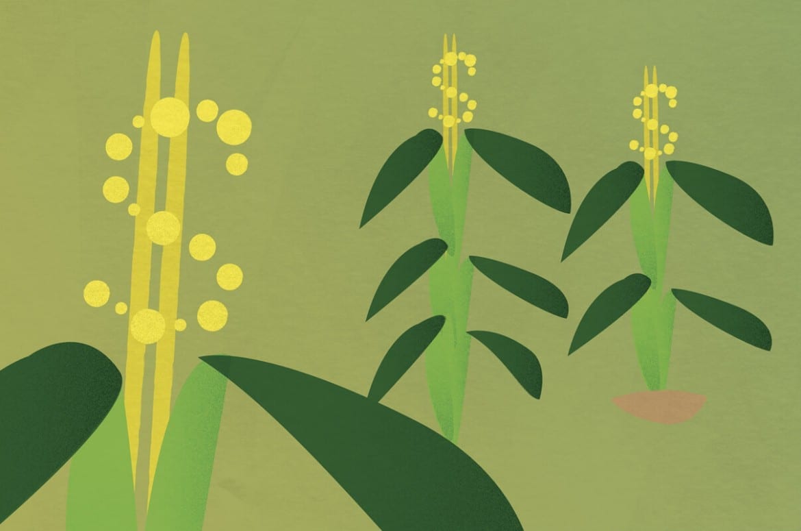 Illustration of corn field with dollar signs