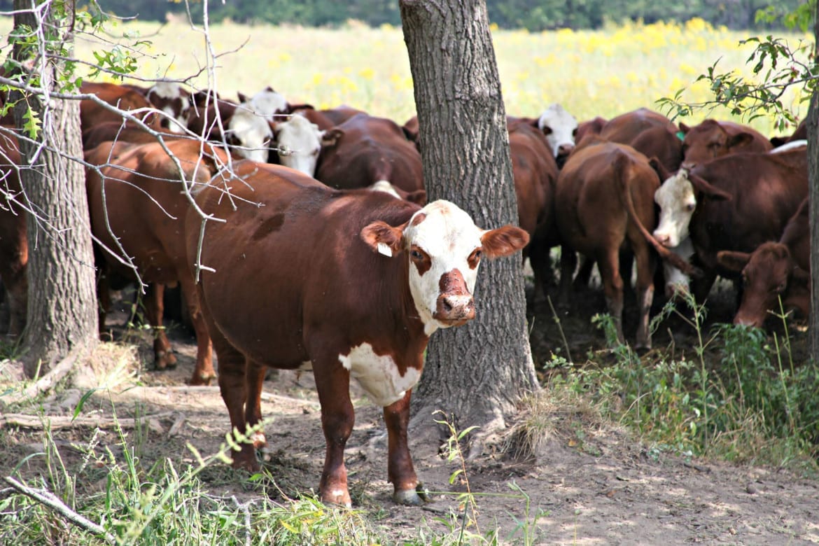 The cattle at Covered-L Farms are a mix of Herford and Red Angus breeds. Farmer Steve Landers converted his cattle ranch to 100 percent grass-fed beef in 2007. (Photo: Kristofor Husted | Harvest Public Media)
