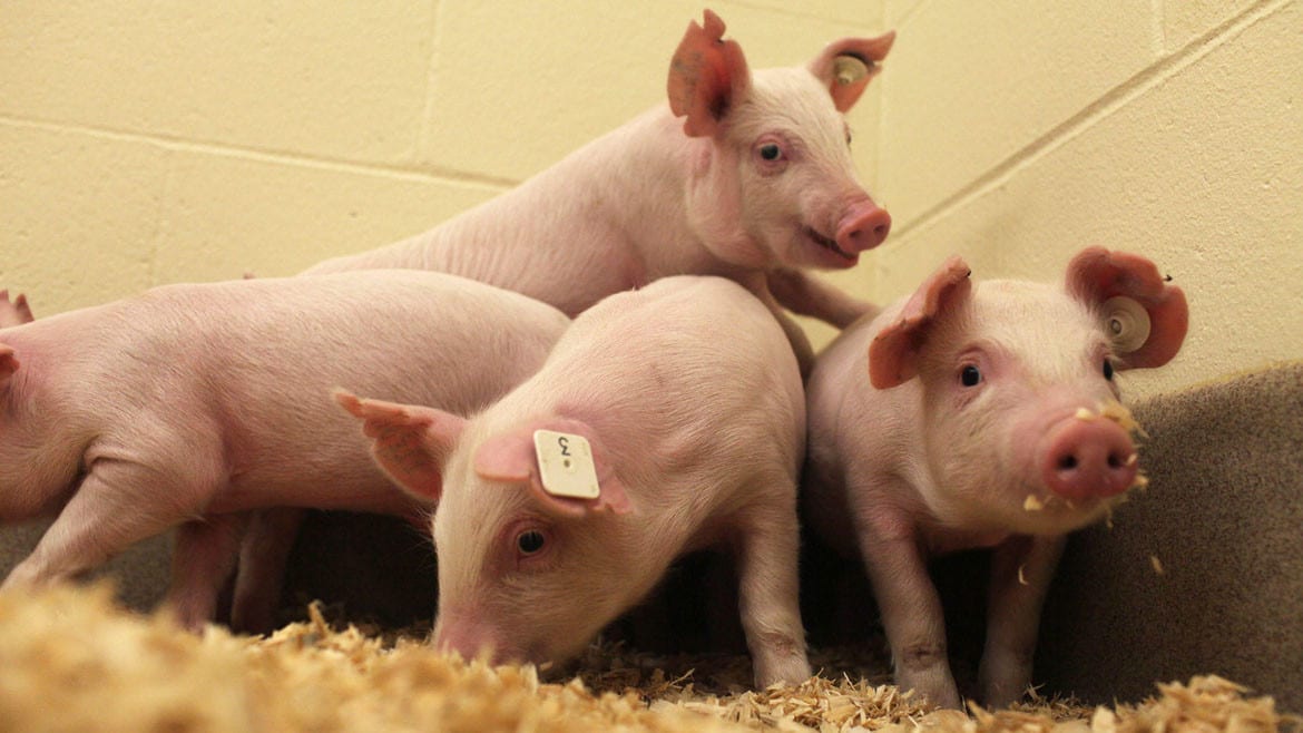 Baby pigs genetically modified