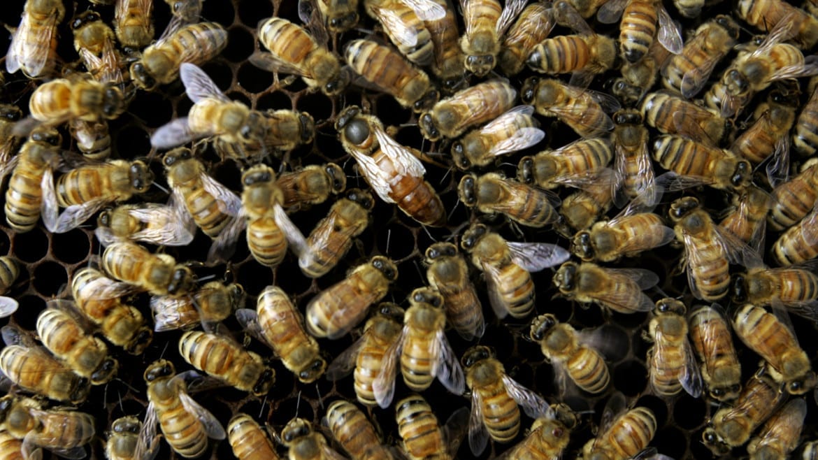 A colony of bees