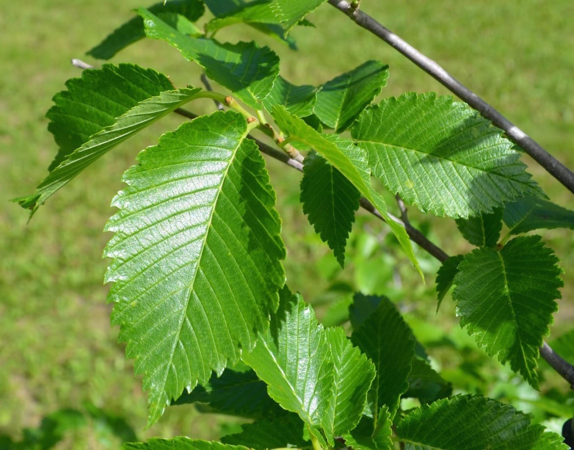 elm tree leaves