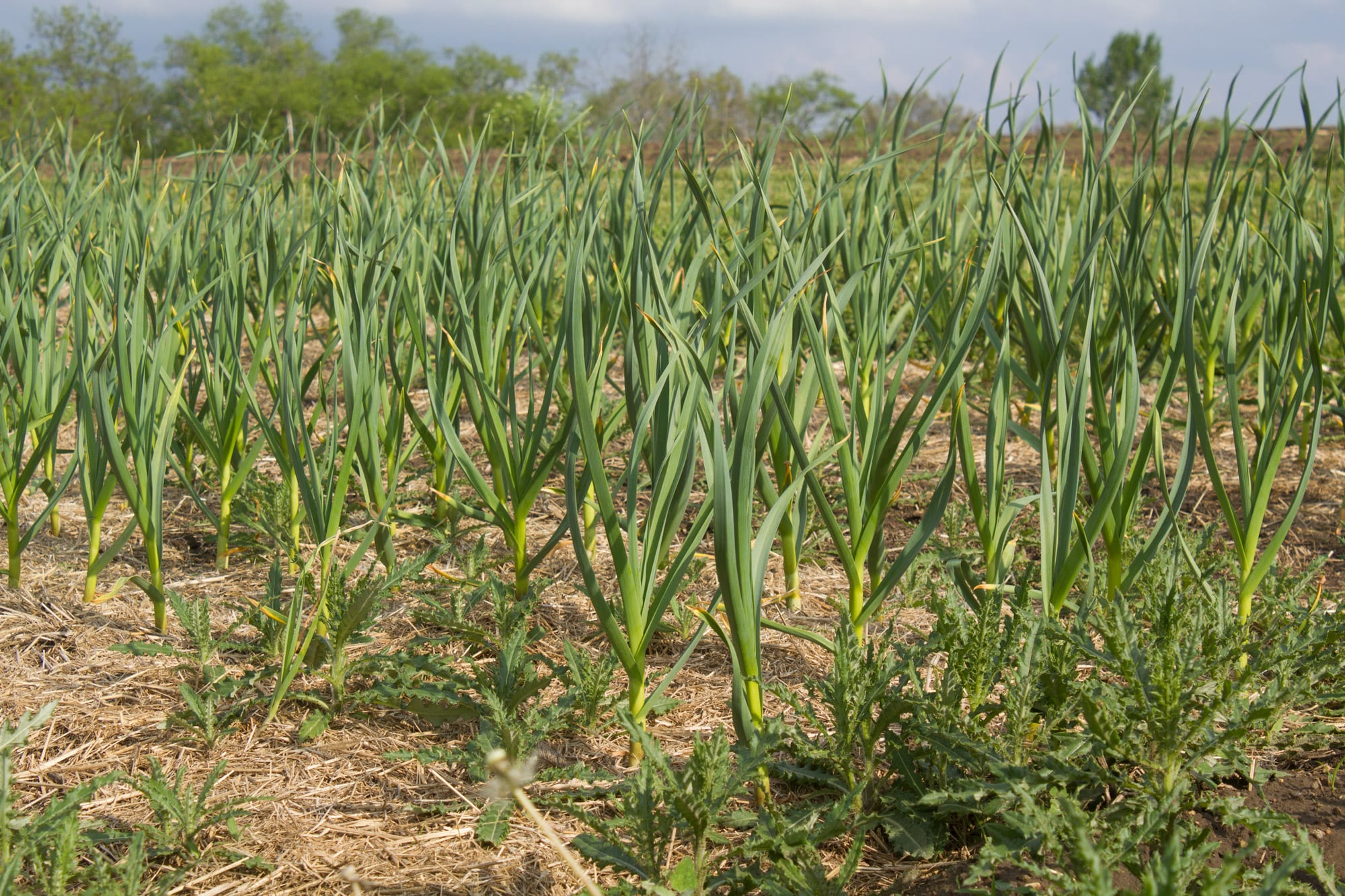 Rows of garlic