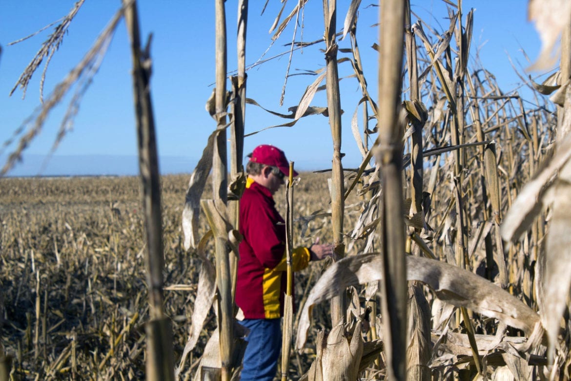 A woman stands in a corn field.