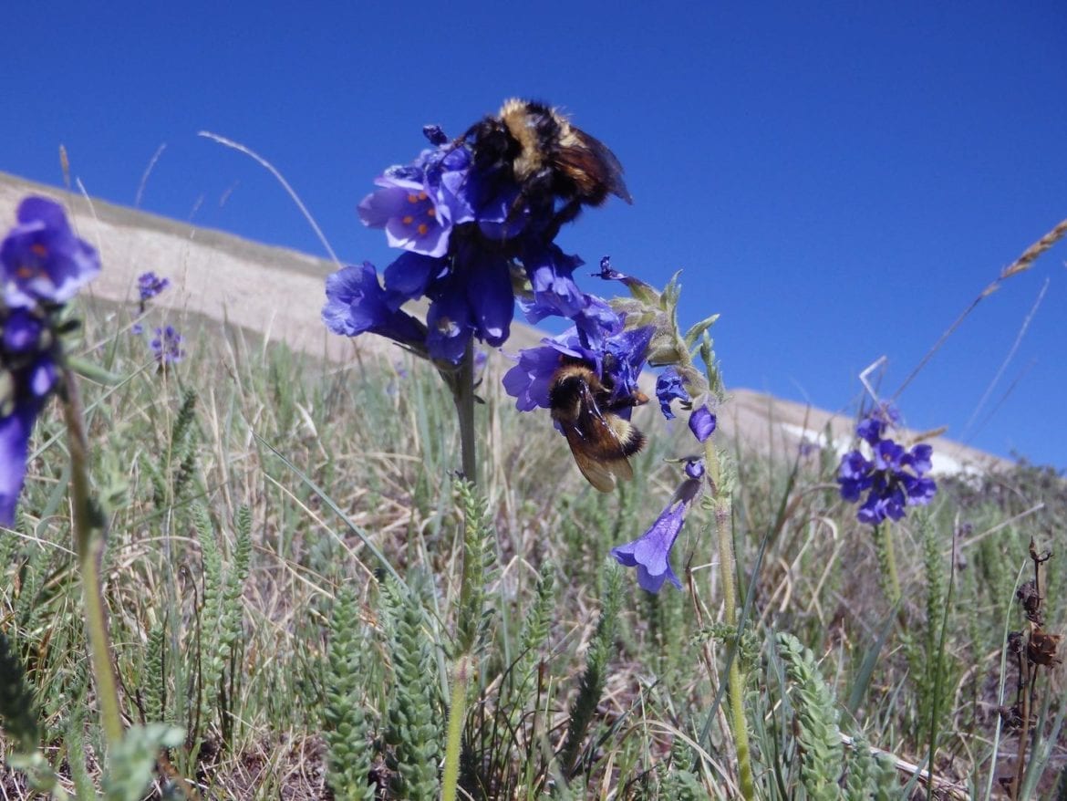 Bumblebee queens on a flower