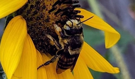 Picture of honeybee
