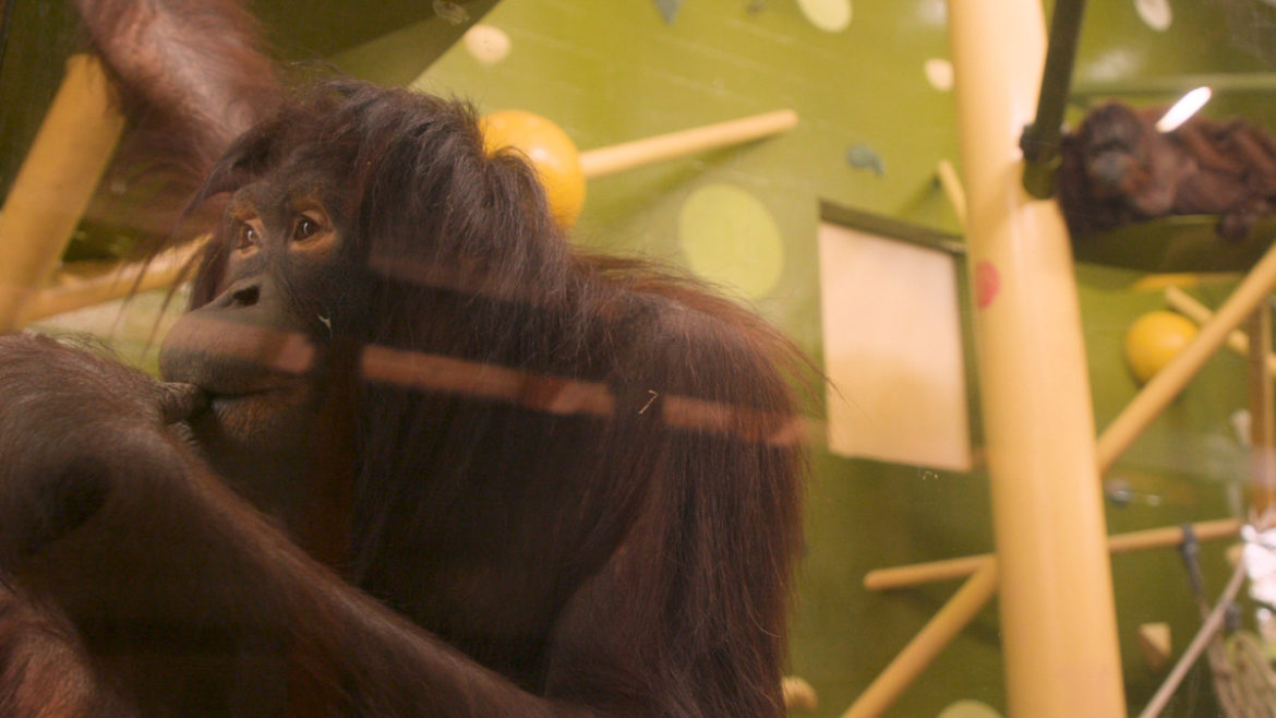 A contemplative orangutan at the Kansas City Zoo.