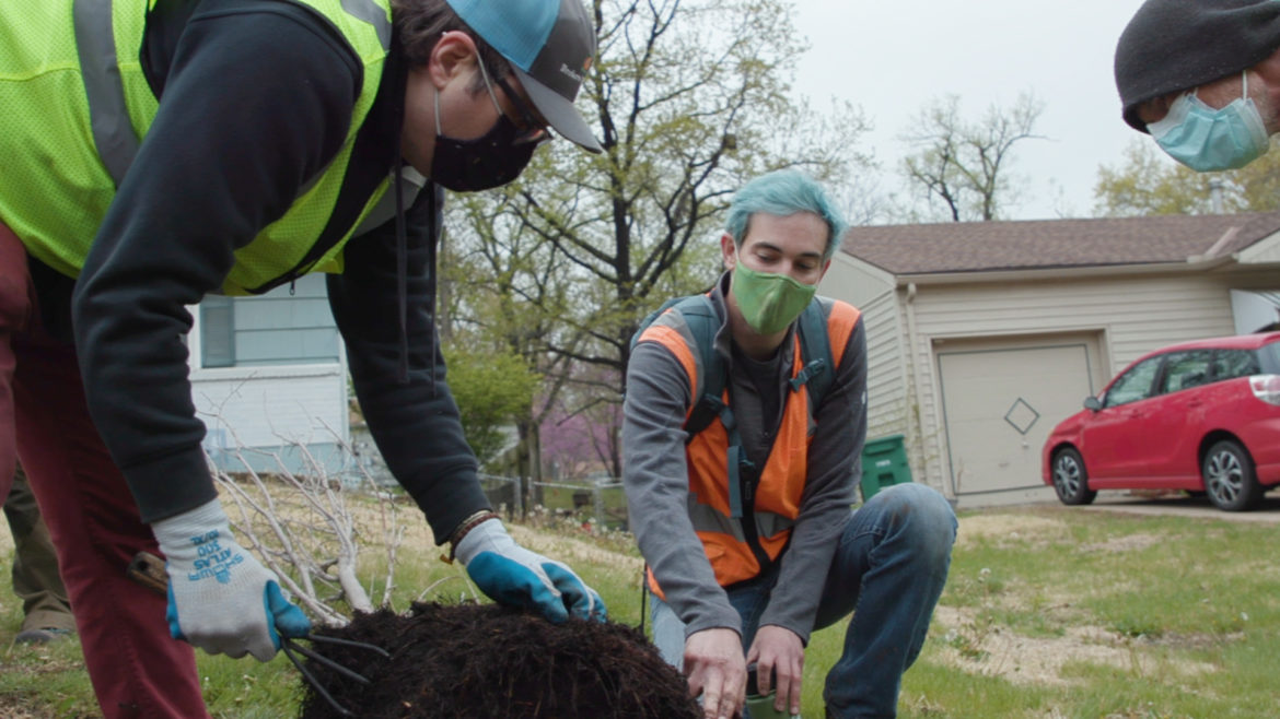 Heartland Tree Alliance workers prepare to plant an American elm tree in the Fairlane neighborhood of Kansas City.