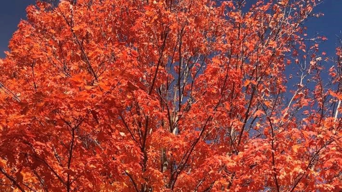 Fall colors at peak blaze.
