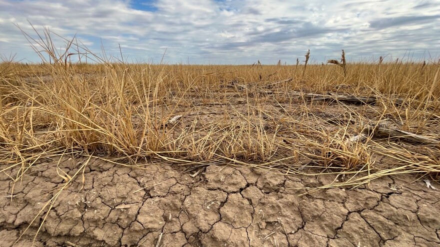 Projections estimate that more than one of every ten wheat fields in Kansas will be abandoned this season due to the drought.