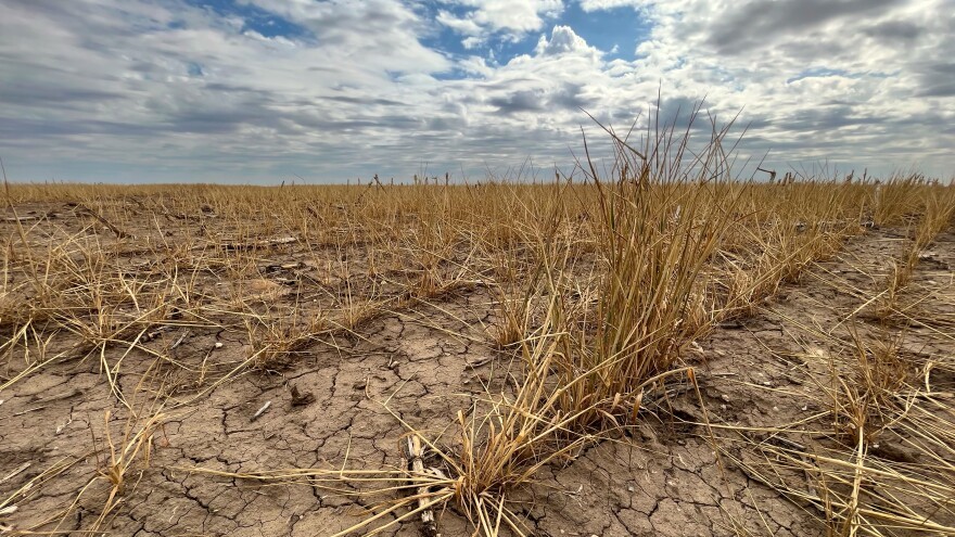 Wheat fields statewide are expected to produce roughly 39 bushels per acre this year, down sharply from last year. But many fields in the western half of the state, such as this one in Lane County, won't produce anything.
