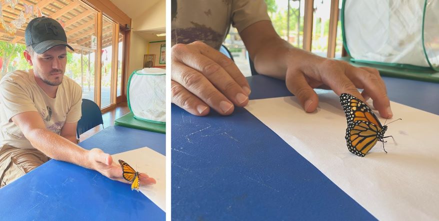 LEFT: Eric Perrette holds a newborn monarch at Powell Gardens. RIGHT: The newborn monarch sits on a piece of paper indoors at Powell Gardens.