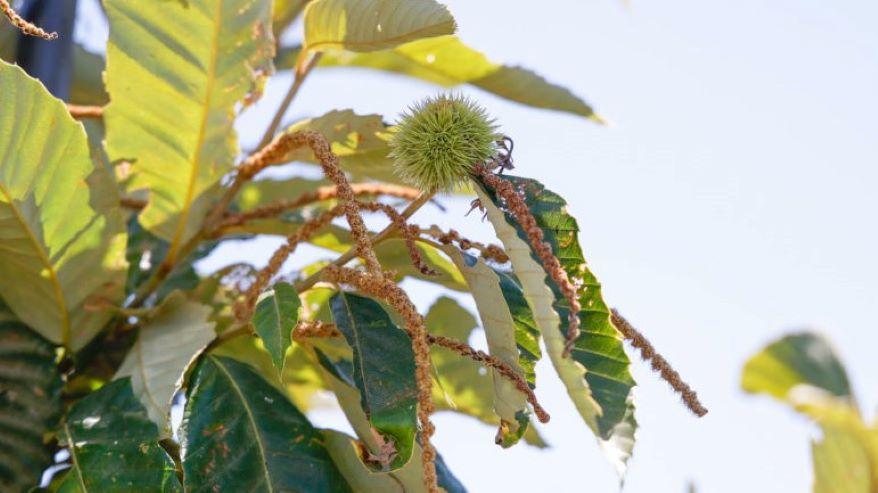 A chestnut tree begins to fruit a chestnut on Josh Payne’s farm on July 20 in Concordia.