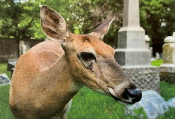 Ella, a deer who was a permanent resident of Elmwood Cemetery, was shot and killed in 2013. More than 100 of Ella’s admirers attended her Elmwood memorial service, placing flowers at her donated grave monument.