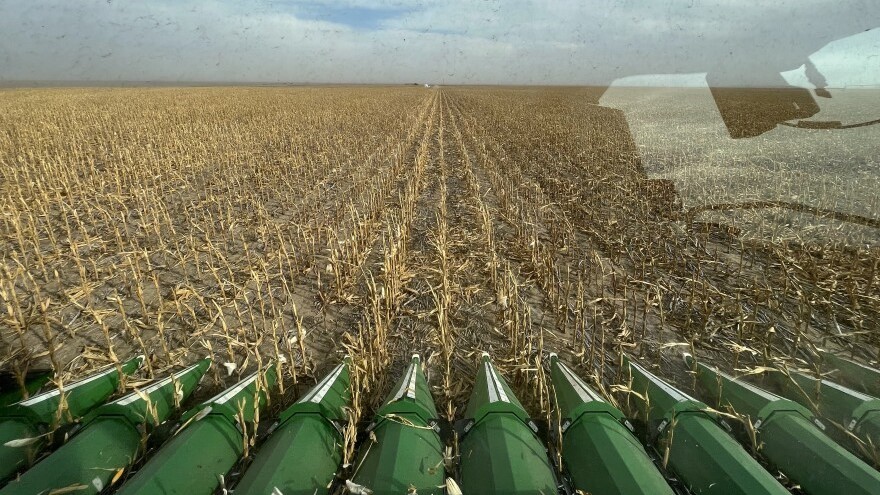 The drought made 2022 a rough year for western Kansas corn fields, like this one in Wichita County seen from inside a combine. But farmers are still finding ways to grow crops while using less water.