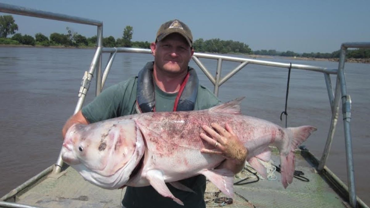 Missouri Angler Lands Monster Invasive Carp, Buries It