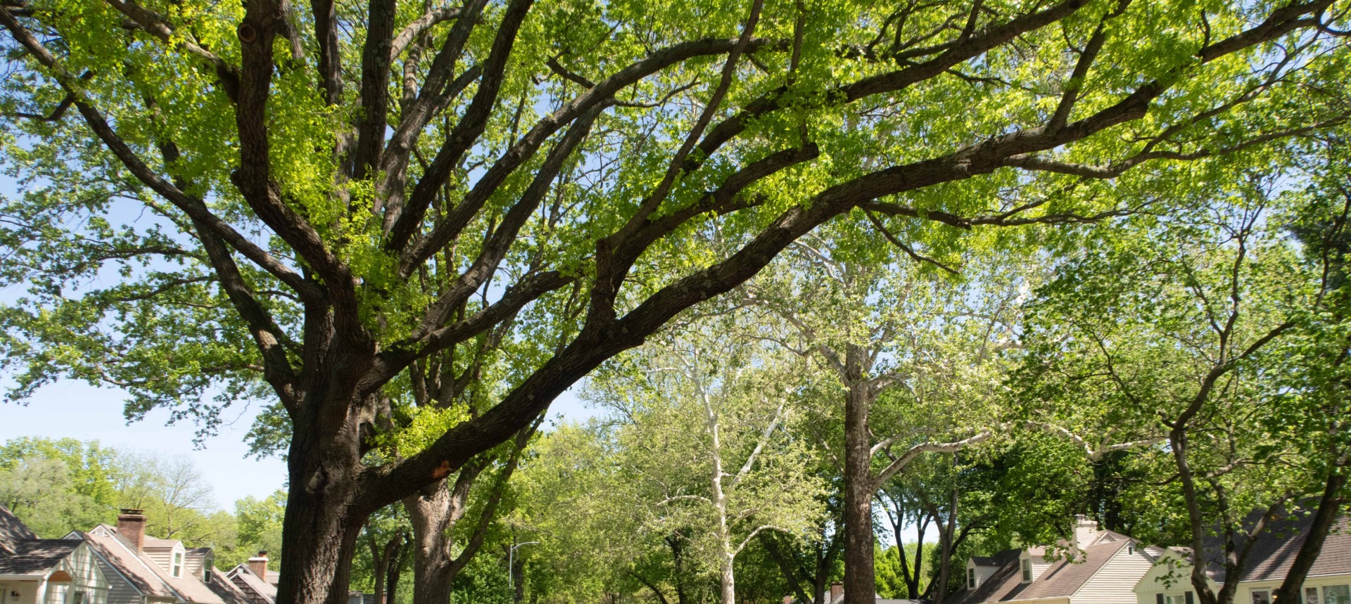 Are Kansas City-Area municipalities doing enough to protect our trees?