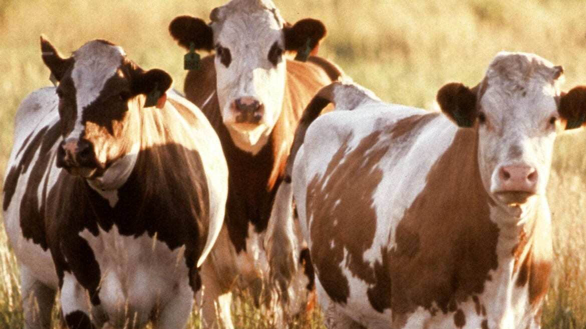 Public domain image of cattle