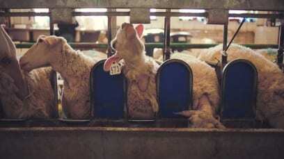 Sheep