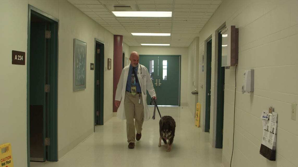 veterinarian and dog