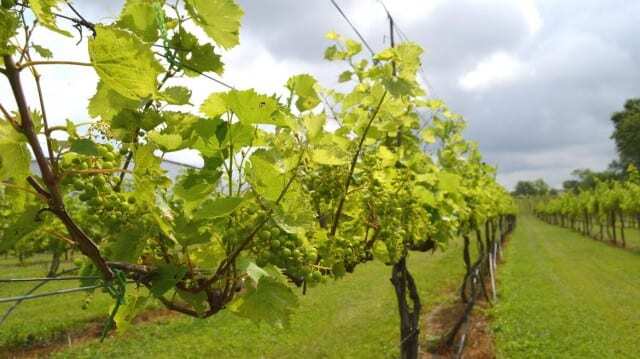A view of the fields of KC Vineyard.