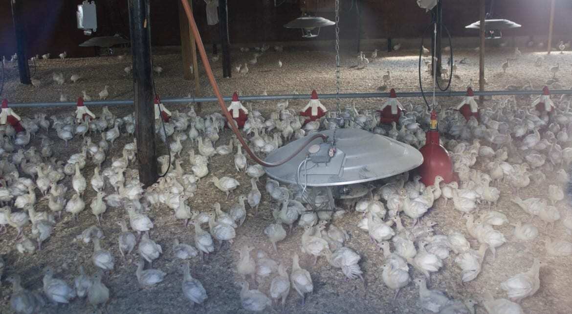 This batch of young turkeys is among the first birds returned to an avian-flu infected farm in northwest Iowa. (Photo: Amy Mayer | Harvest Public Media)
