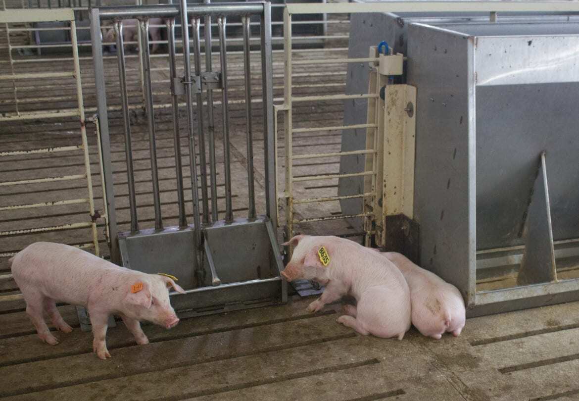Pigs in containment area