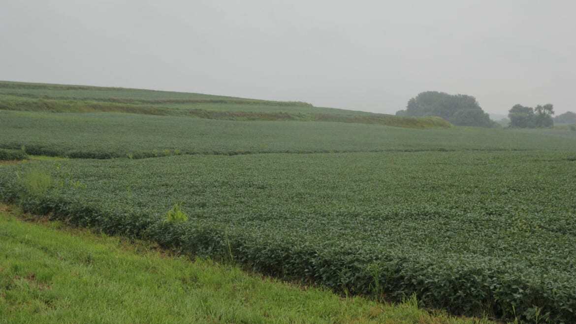 When it rains, topsoil and fertilizer run off the hills of Pfrantz farms. In addition to planting grass waterways and terraces to counter the threat of erosion, Pfrantz plans to plant cover crops this fall. (Photo: Abby Wendle | Harvest Public Media)