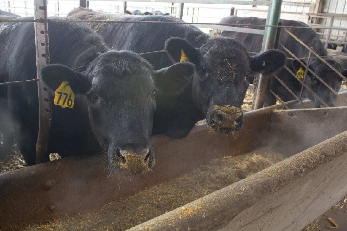 cows eating feed