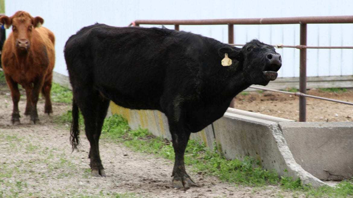 A cow mooing
