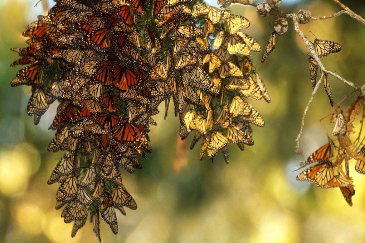 A gathering of butterflies