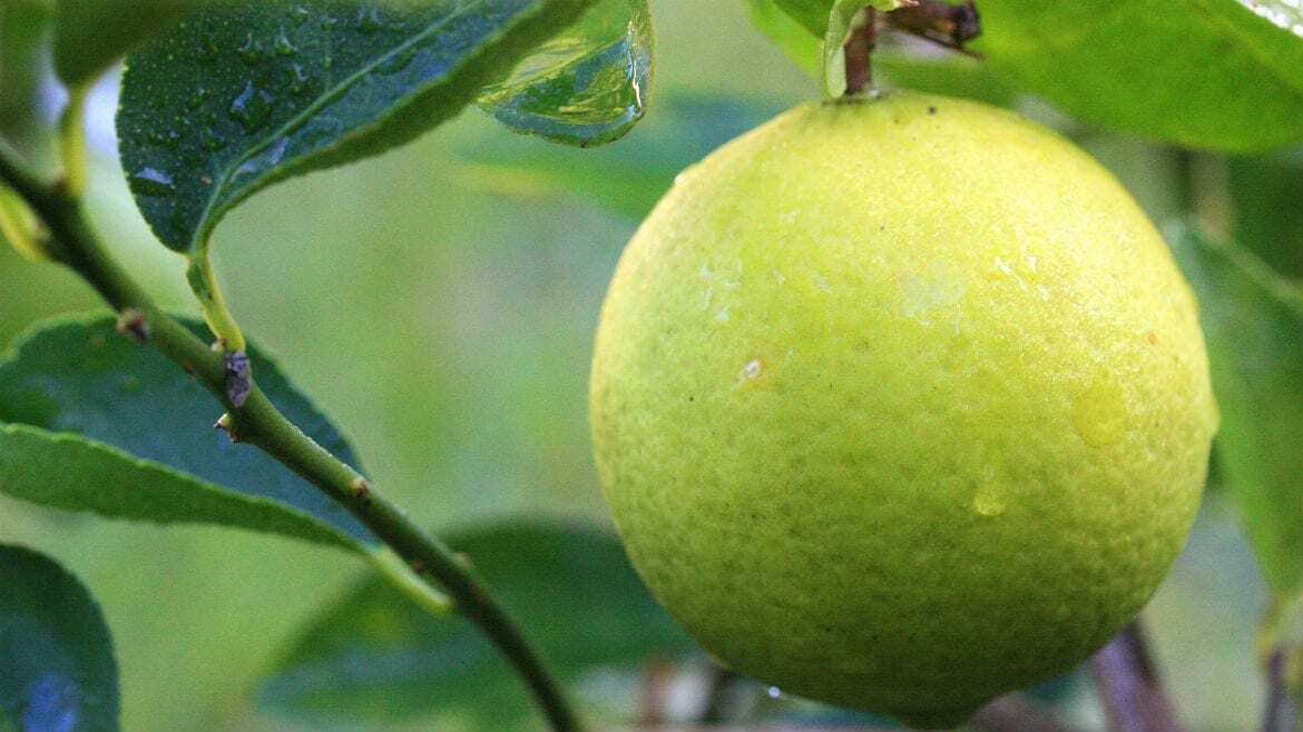 A picture of a lemon tree.