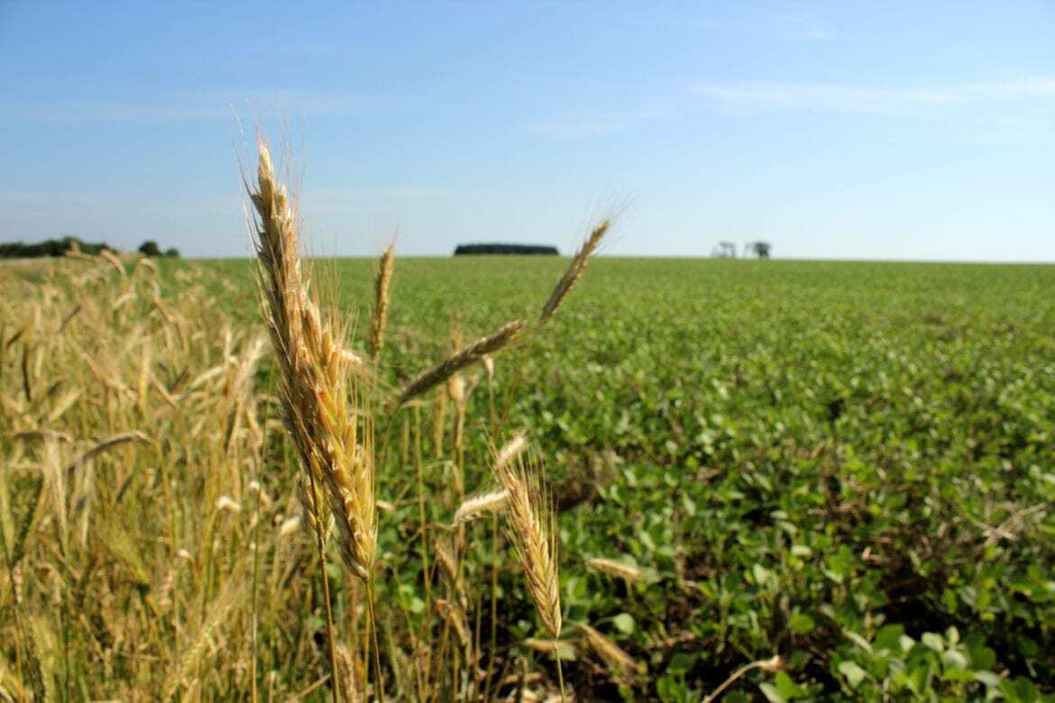 A field.
