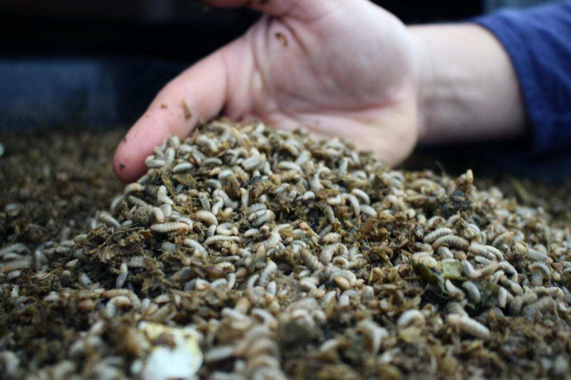 Fly larvae