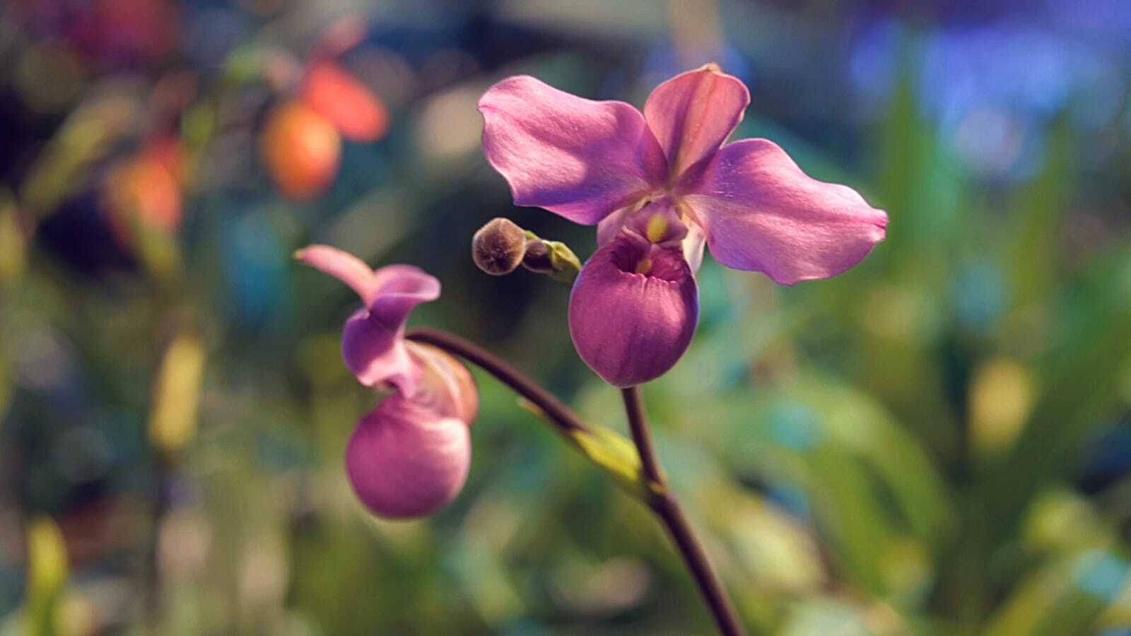 A pink orchid in the sunlight.