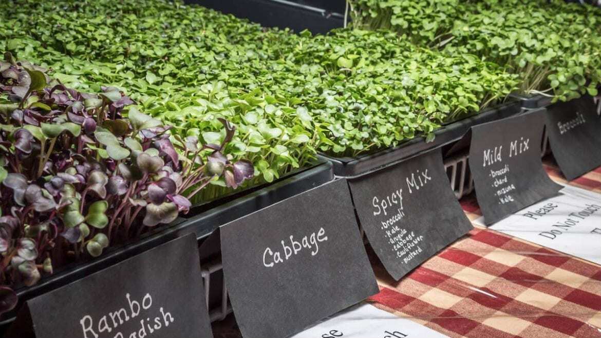 Microgreens