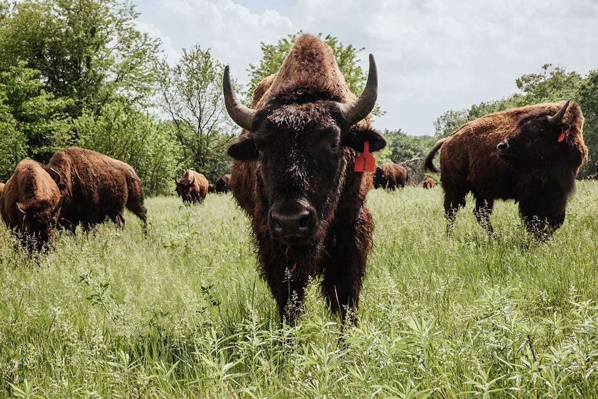 one of the bison