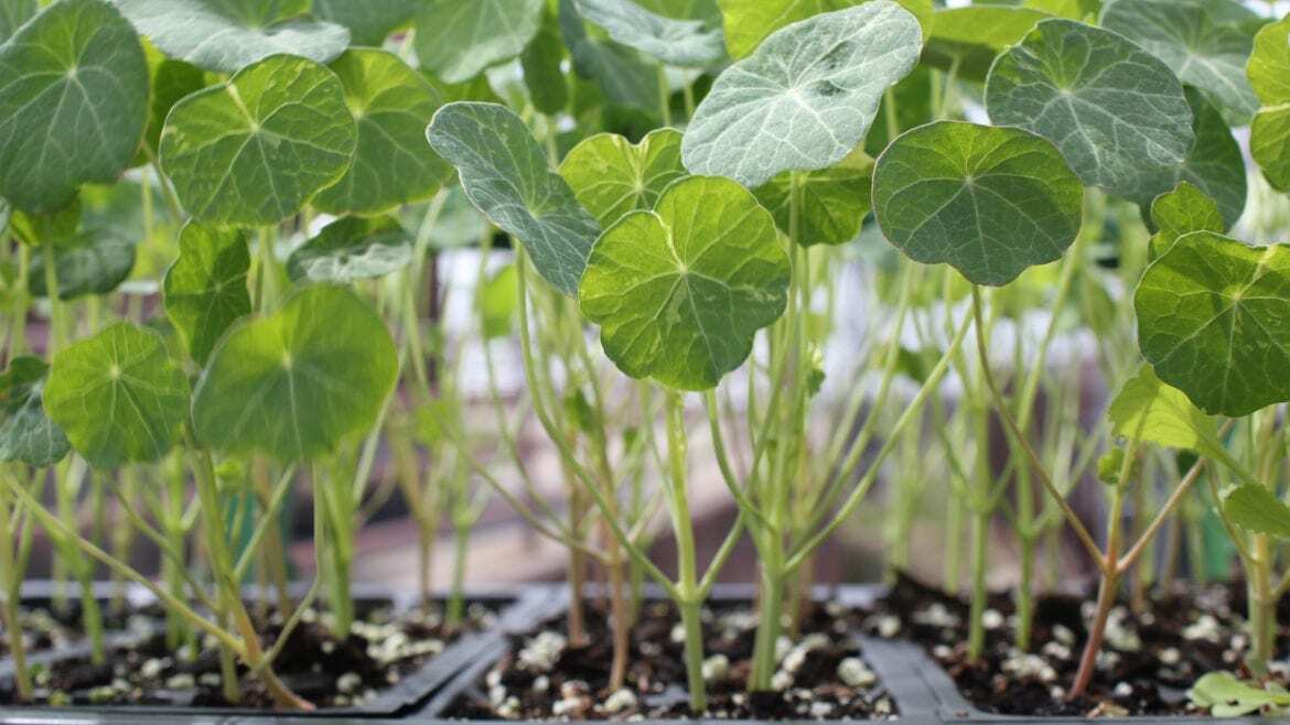While there's still work to be done in the greenhouse at East High School, nasturtium has begun to sprout this spring.