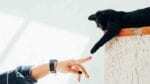The world of cats and beer collide