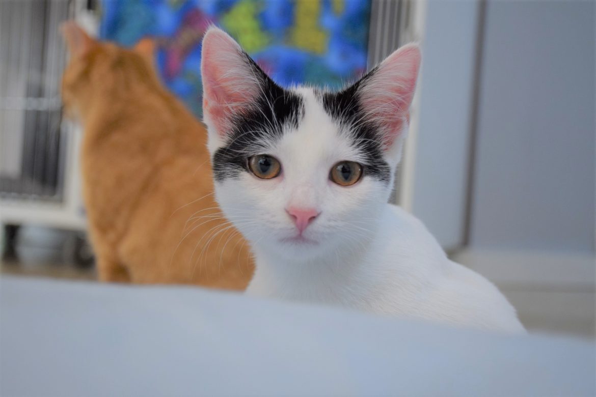 Photo of cat
