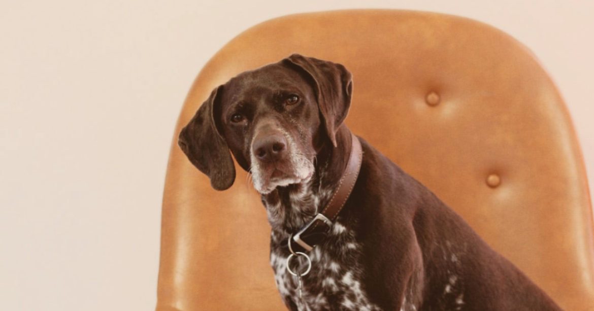 old dog on a chair
