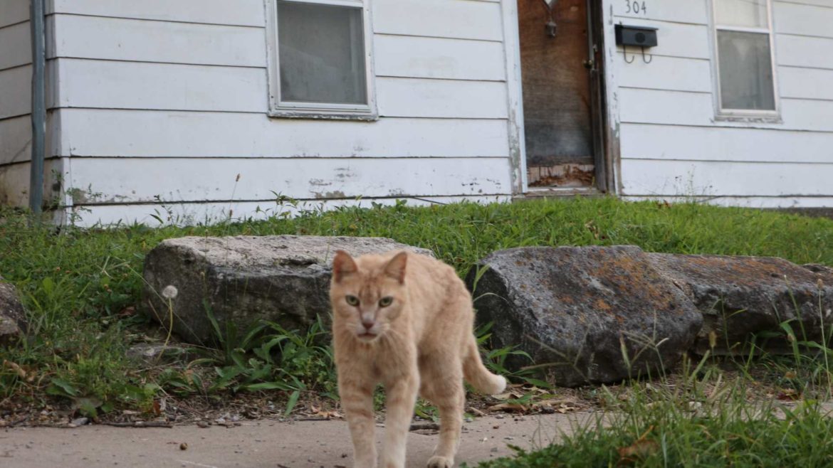Stray Cat