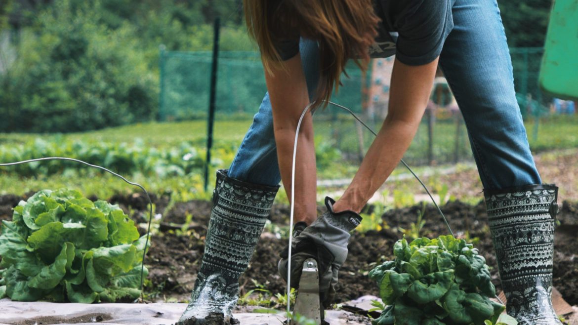 Food for the Cure operates a garden at St. Peter & All Saints Episcopal Church to provide Kansas City-area cancer patients organic food for free.
