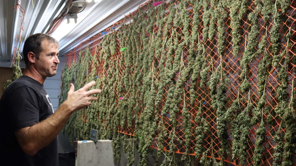 Early in harvest season, Luke Poindexter walked the fields to cherry pick the prettiest hemp buds to sell as smokable CBD flower.