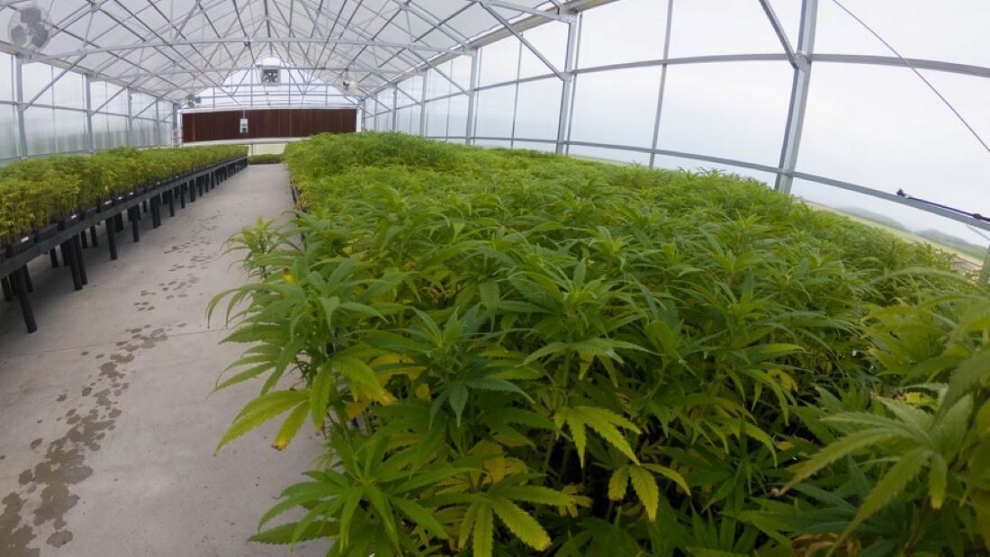 Cannabis plants.