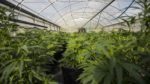 Marijuana plants