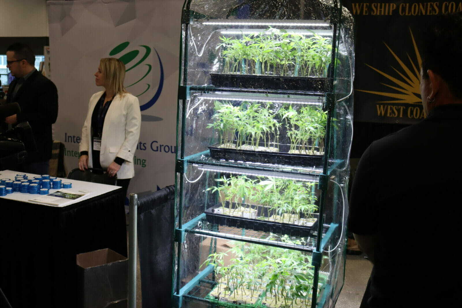 Four rows of cannabis seedlings sit on shelves under a plastic tarp with a grow light.