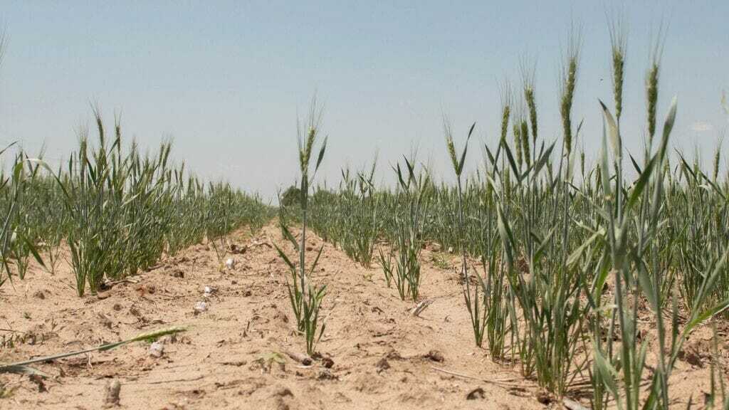 A field of winter wheat in Kansas.