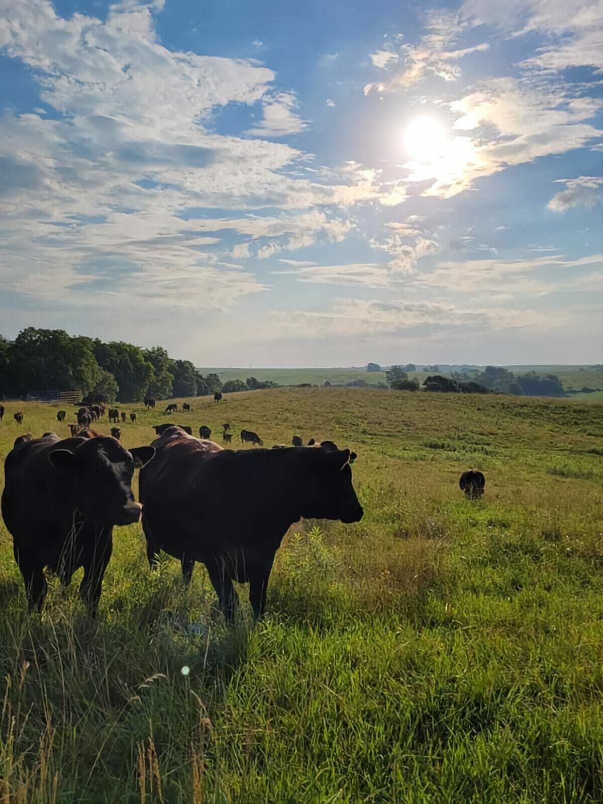 Missouri Farmers Embrace Practices to Protect Waterways - Flatland KC