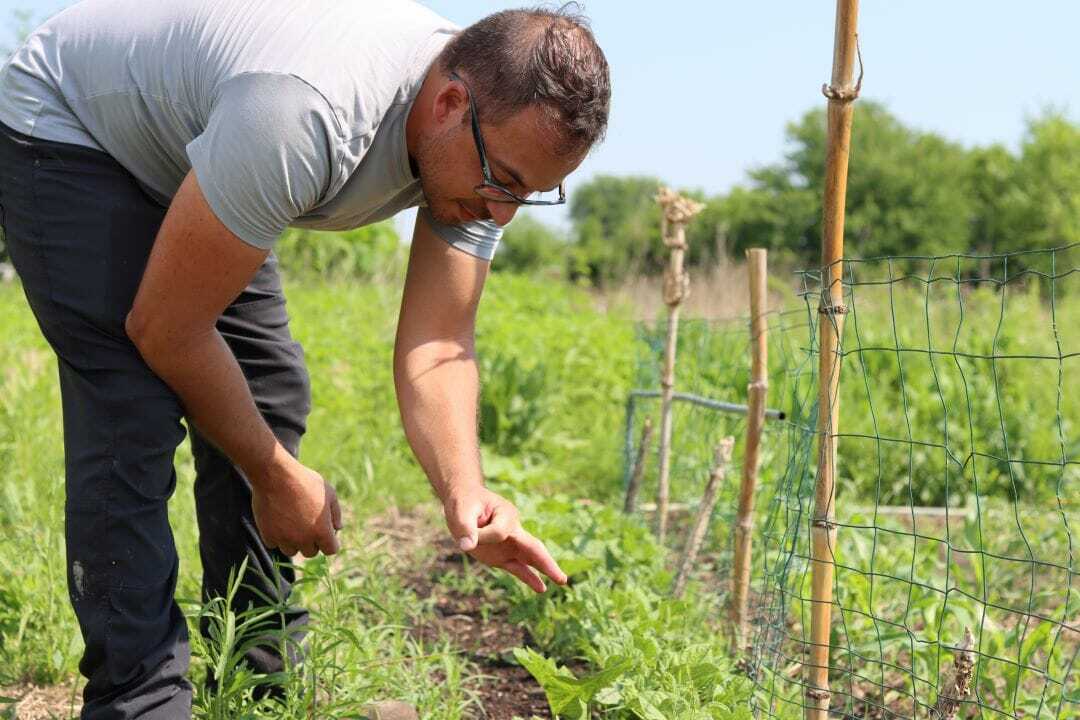 A man in a gray shirt and black pants bends over a row of short bean plants situated at the base of a trellis. With his hand he demonstrates the size of the beans yielded by the plants to address food security.
