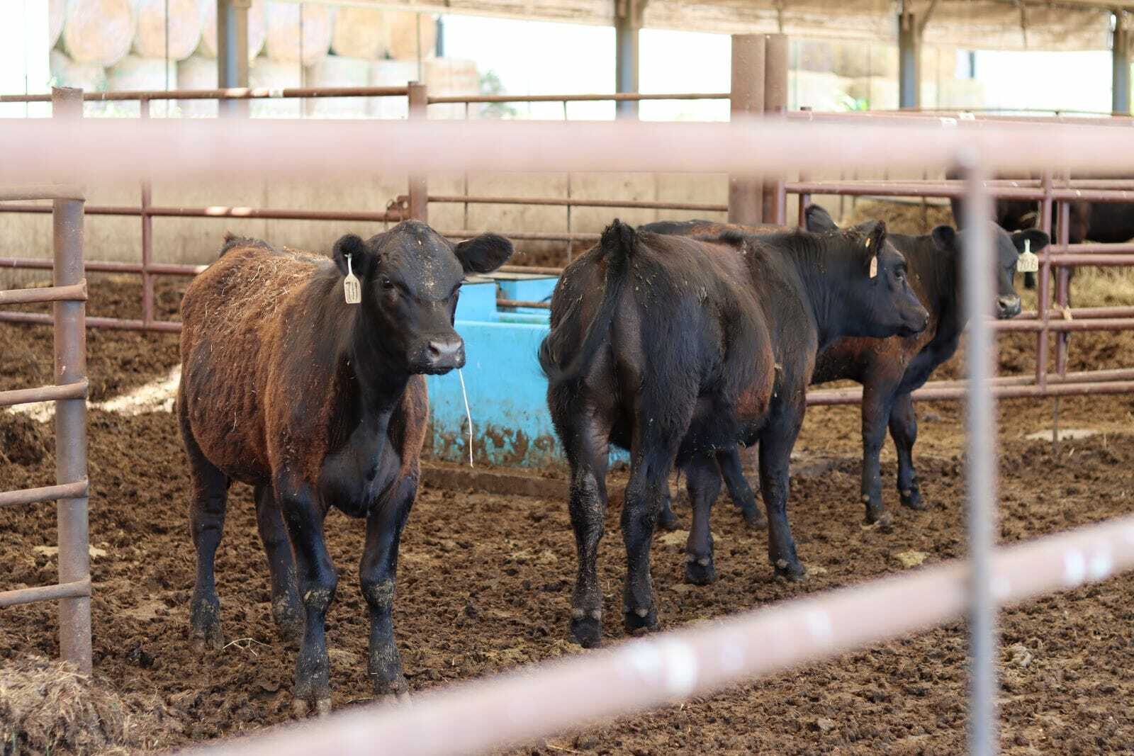 young cows with tags on their ears stand in the mud of a hoop barn.